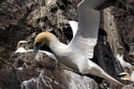 Gannet, Lothian by Dave Banks