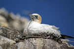 Gannet on nest, Lothian by Dave Banks