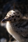 Herring Gull chick, Lothian by Dave Banks