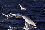 Herring Gull, Lothian by Dave Banks