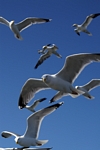 Herring Gulls, Lothian by Dave Banks
