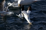 Gannet diving, Lothian by Dave Banks