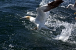 Gannet, Lothian by Dave Banks