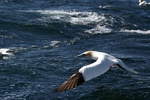 Gannet, Lothian by Dave Banks