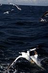 Gannets diving, Lothian by Dave Banks