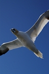 Gannet, Lothian by Dave Banks