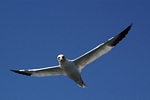 Gannet, Lothian by Dave Banks