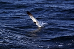Gannet diving, Lothian by Dave Banks