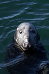 Seal, Dunbar harbour, Lothian by Dave Banks