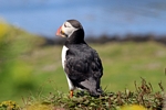 Puffin, Lunga, Mull by Dave Banks