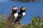 Puffins, Lunga, Mull by Dave Banks