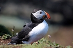 Puffin, Lunga, Mull by Dave Banks