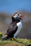 Puffin, Lunga, Mull by Dave Banks