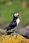 Puffin, Lunga, Mull by Dave Banks