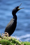 Shag, Lunga, Mull by Dave Banks