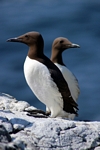 Guillemots, Lunga, Mull by Dave Banks