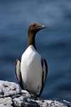 Guillemot, Lunga, Mull by Dave Banks
