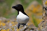 Razorbill, Lunga, Mull by Dave Banks