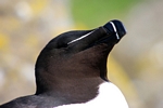 Razorbill, Lunga, Mull by Dave Banks