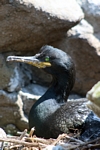 Shag, Lunga, Mull by Dave Banks