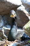 Shag, Lunga, Mull by Dave Banks