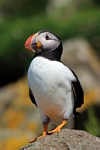 Puffin, Lunga, Mull by Dave Banks