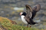 Puffin, Lunga by Dave Banks
