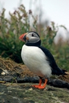 Puffin, Lunga by Dave Banks
