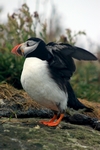 Puffin, Lunga by Dave Banks