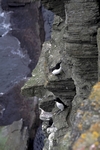 Razorbills, Marwick Head, Orkney by Dave Banks
