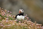 Puffin, Sumburgh Head, Shetland by Dave Banks