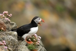 Puffin, Sumburgh Head, Shetland by Dave Banks