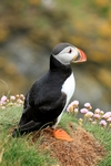 Puffin, Sumburgh Head, Shetland by Dave Banks