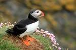 Puffin, Sumburgh Head, Shetland by Dave Banks