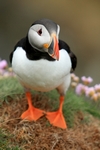 Puffin, Sumburgh Head, Shetland by Dave Banks