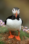 Puffin, Sumburgh Head, Shetland by Dave Banks