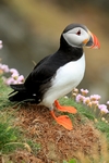 Puffin, Sumburgh Head, Shetland by Dave Banks