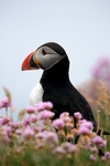 Puffin, Sumburgh Head, Shetland by Dave Banks