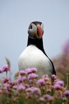 Puffin, Sumburgh Head, Shetland by Dave Banks