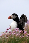 Puffin, Sumburgh Head, Shetland by Dave Banks