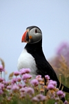 Puffin, Sumburgh Head, Shetland by Dave Banks