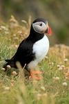 Puffin, Sumburgh Head, Shetland by Dave Banks