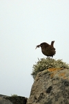Shetland Wren, Sumburgh Head, Shetland by Dave Banks