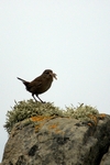 Shetland Wren, Sumburgh Head, Shetland by Dave Banks