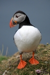 Puffin, Sumburgh Head, Shetland by Dave Banks