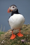 Puffin, Sumburgh Head, Shetland by Dave Banks