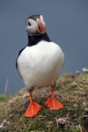 Puffin, Sumburgh Head, Shetland by Dave Banks