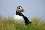 Puffin, Sumburgh Head, Shetland by Dave Banks