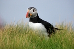 Puffin, Sumburgh Head, Shetland by Dave Banks
