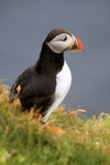 Puffin, Sumburgh Head, Shetland by Dave Banks